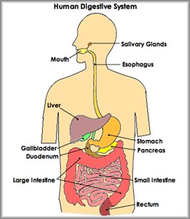 How does food travel through the digestive system?